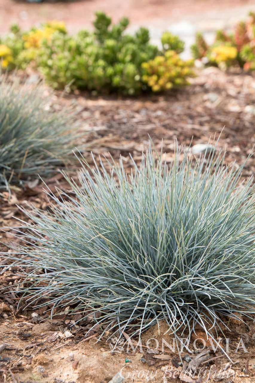 Elijah Blue Fescue Monrovia Pike Nursery