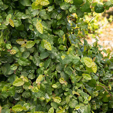 Creeping Fig - Monrovia