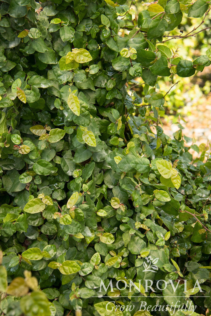 Monrovia Creeping Fig