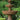 Pavasa Fountain 76 inch