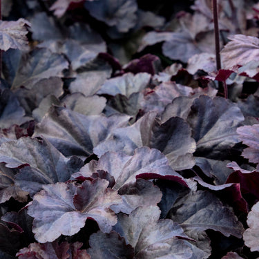 Obsidian Heuchera - Monrovia