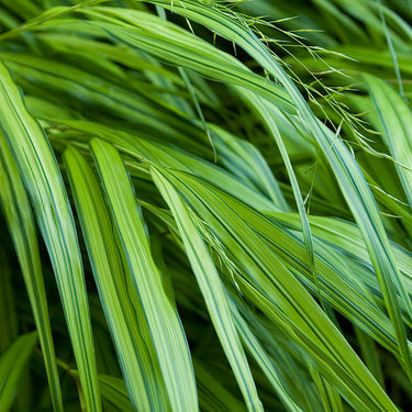 Golden Japanese Forest Grass - Monrovia