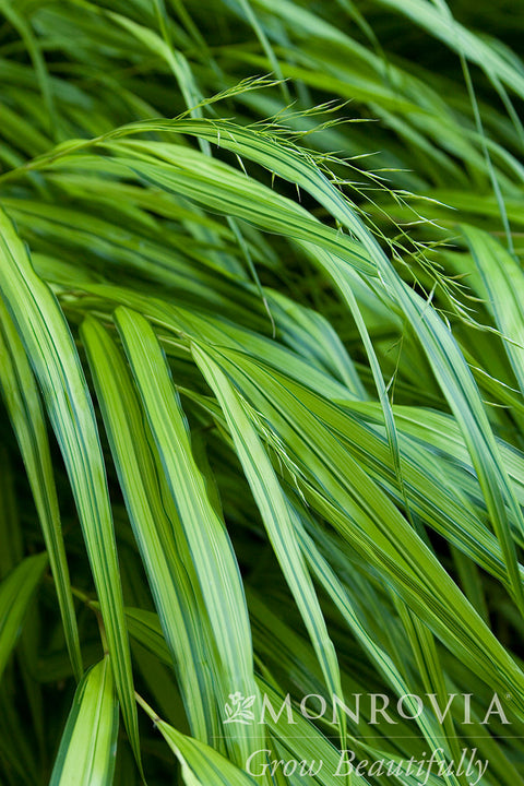 Golden Japanese Forest Grass - Monrovia