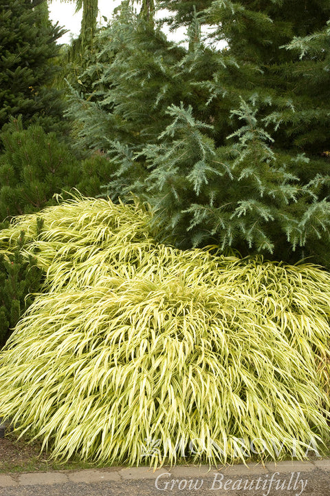 Golden Japanese Forest Grass - Monrovia