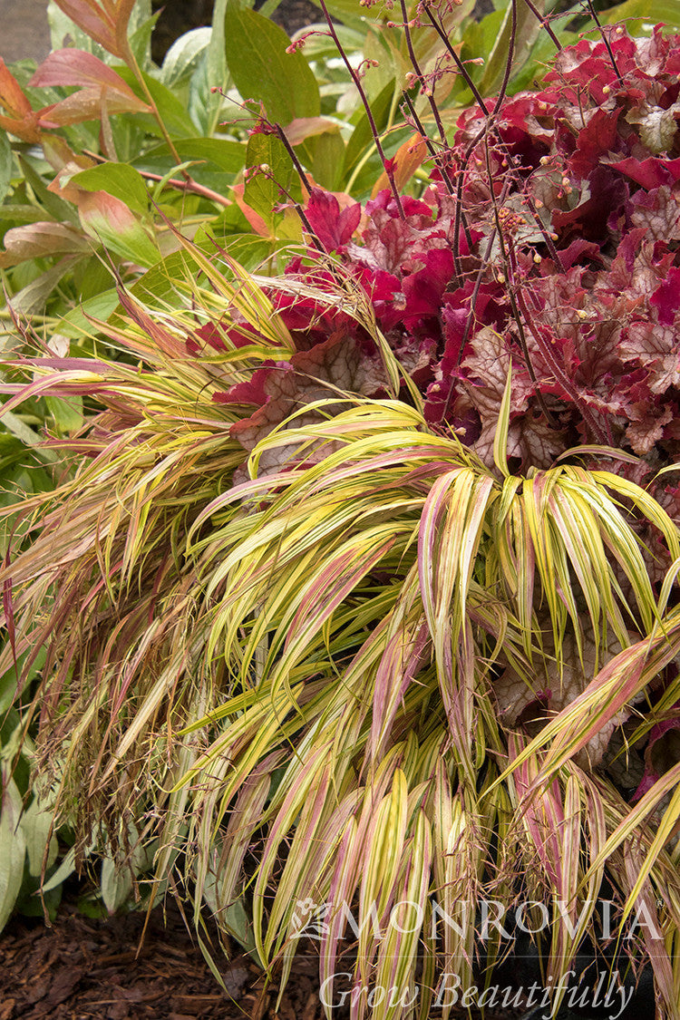 Monrovia Japanese Forest Grass - Thumbnail 4