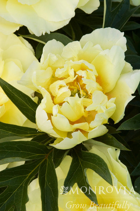 Bartzella Itoh Peony - Monrovia