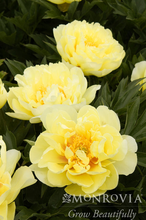 Bartzella Itoh Peony - Monrovia