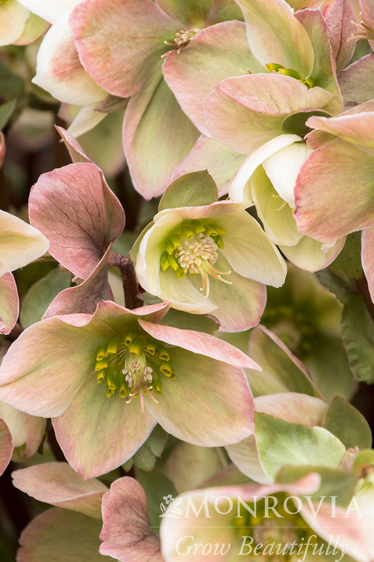 Monrovia Ivory Prince Hellebore