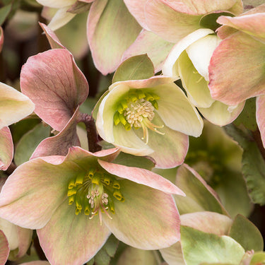 Ivory Prince Hellebore - Monrovia