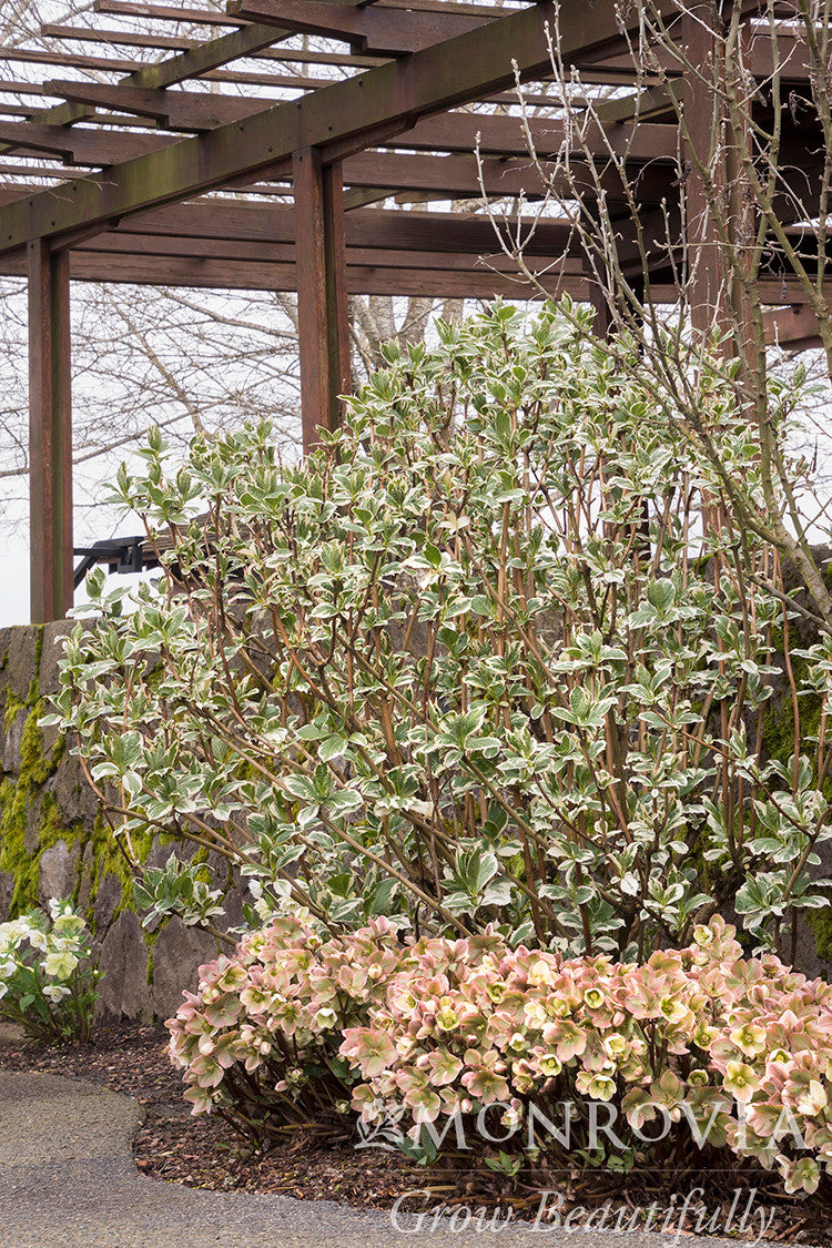 Monrovia Ivory Prince Hellebore - Thumbnail 3