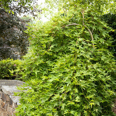Ryusen Weeping Japanese Maple - Monrovia