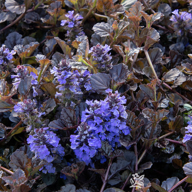 Black Scallop Ajuga - Monrovia