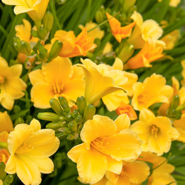 Stella De Oro Dwarf Daylily - Monrovia