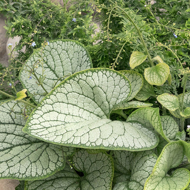 Silver Heart Brunnera - Monrovia