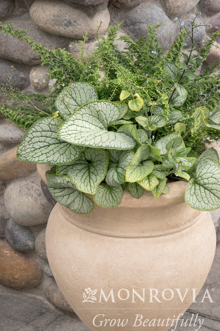 Silver Heart Brunnera - Monrovia – Pike Nursery