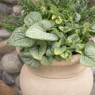 Silver Heart Brunnera - Monrovia