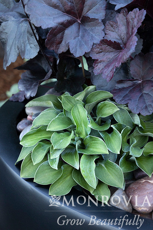 Monrovia Mouse Ears Hosta - Thumbnail 3