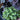 Blue Mouse Ears Hosta - Monrovia