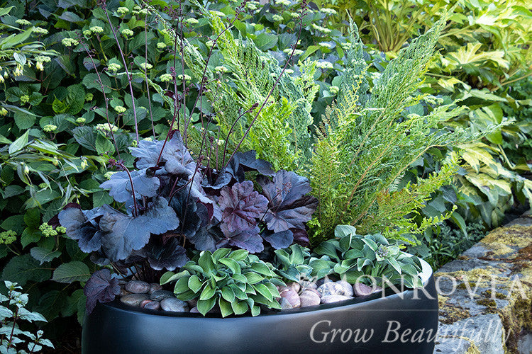 Monrovia Mouse Ears Hosta - Thumbnail 2
