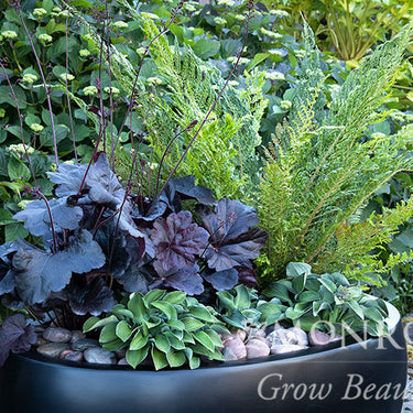Blue Mouse Ears Hosta - Monrovia