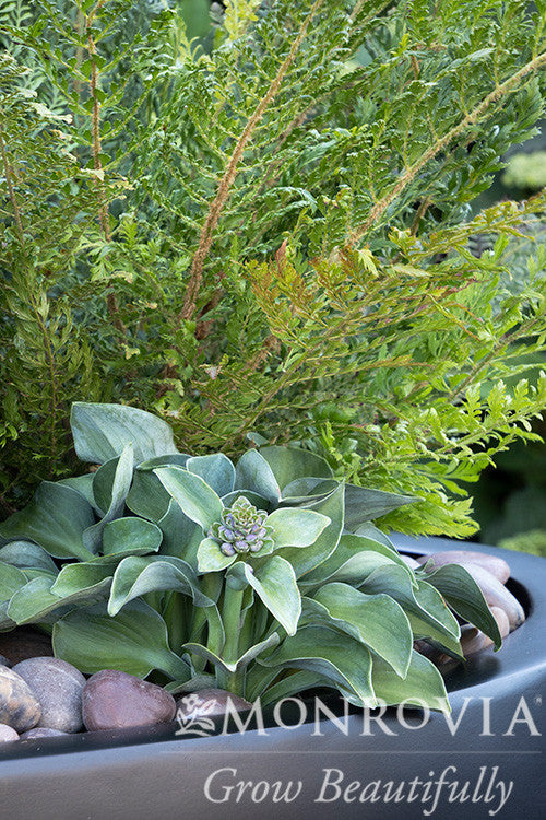 Monrovia Mouse Ears Hosta