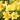 Happy Returns Dwarf Daylily - Monrovia