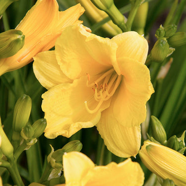 Happy Returns Dwarf Daylily - Monrovia