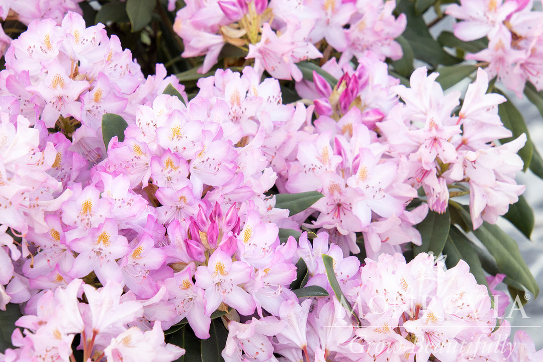 Pink Rosebay Rhododendron - Monrovia – Pike Nursery