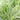 EverColor® Everest Variegated Sedge - Monrovia