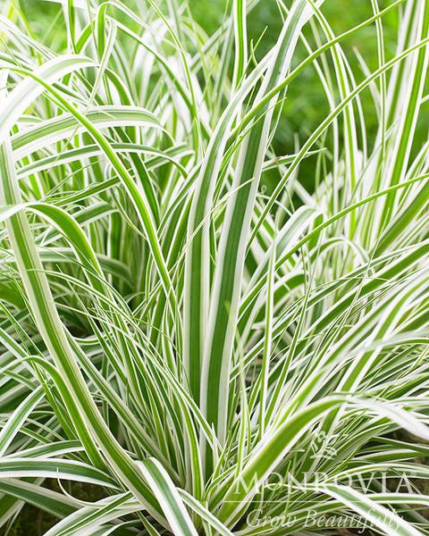 EverColor® Everest Variegated Sedge - Monrovia – Pike Nursery
