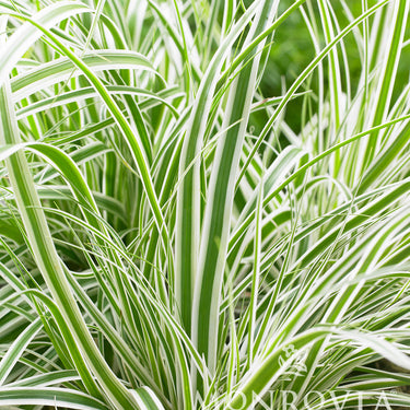 EverColor® Everest Variegated Sedge - Monrovia