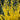 Springshine™ Forsythia - Monrovia