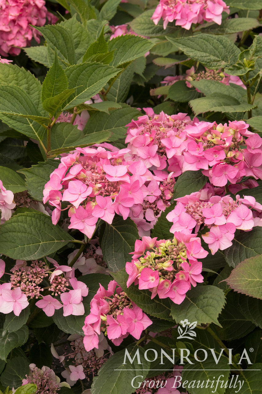 Monrovia Seaside Serenade Hydrangea - Thumbnail 3