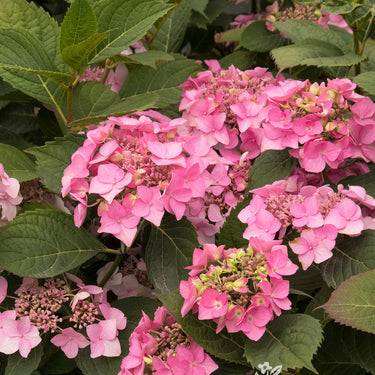 Seaside Serenade® Outer Banks Hydrangea - Monrovia