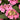 Seaside Serenade® Outer Banks Hydrangea - Monrovia