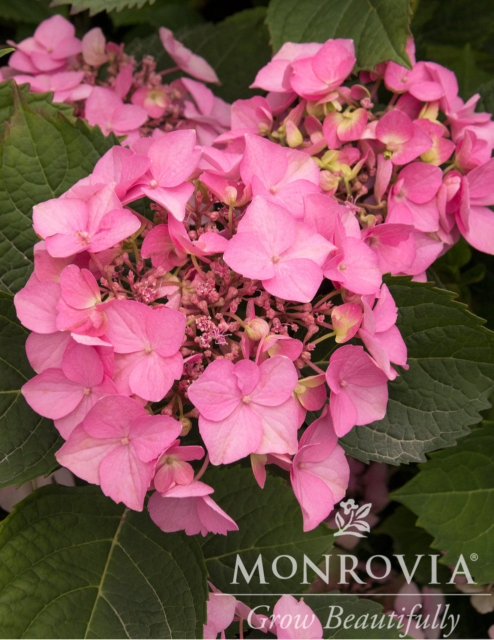 Monrovia Seaside Serenade Hydrangea
