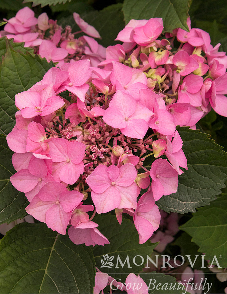 Monrovia Seaside Serenade Hydrangea
