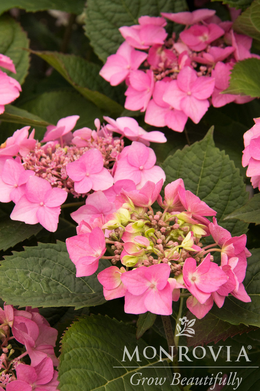 Monrovia Seaside Serenade Hydrangea - Thumbnail 4