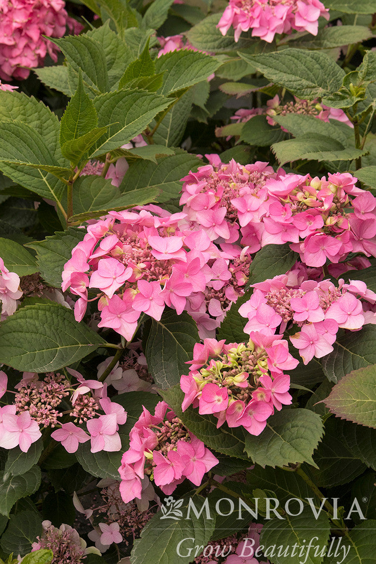 Monrovia Seaside Serenade Hydrangea - Thumbnail 5