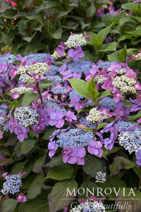 Seaside Serenade® Cape May Hydrangea - Monrovia