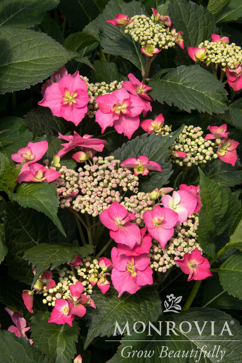 Seaside Serenade® Cape May Hydrangea - Monrovia