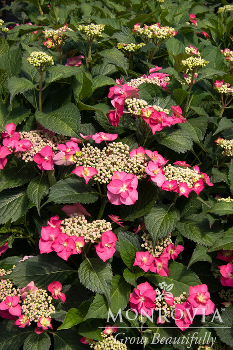 Seaside Serenade® Cape May Hydrangea - Monrovia