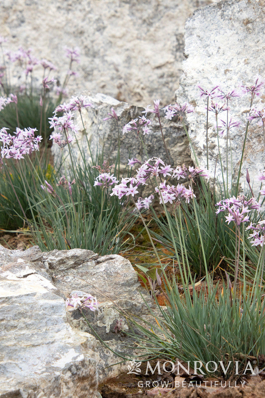 Ashanti Society Garlic - Monrovia – Pike Nursery