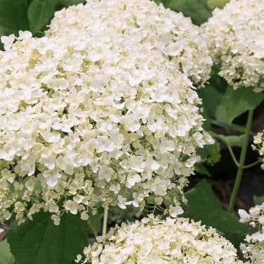 Seaside Serenade® Bar Harbor Hydrangea - Monrovia