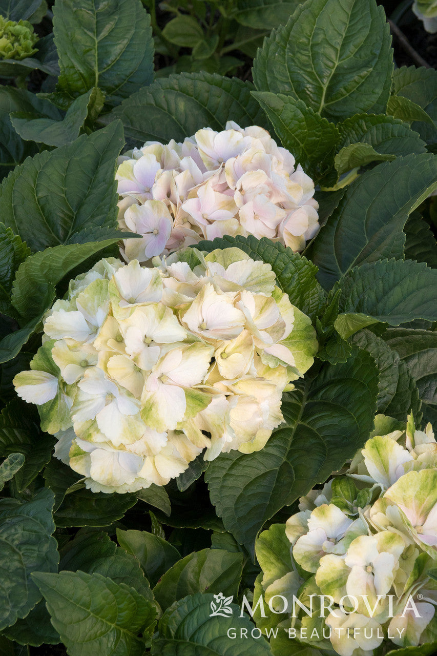 Seaside Serenade® Cape Lookout Hydrangea - Monrovia – Pike Nursery