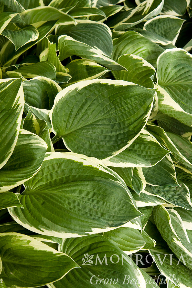 Monrovia Francee Hosta - Thumbnail 3