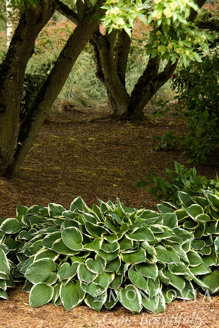 Monrovia Francee Hosta - Thumbnail 2