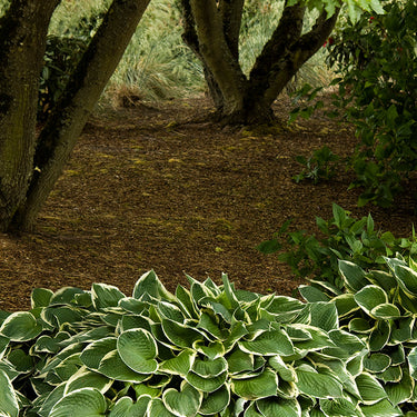 Francee Hosta - Monrovia