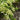 Climbing Hydrangea - Monrovia