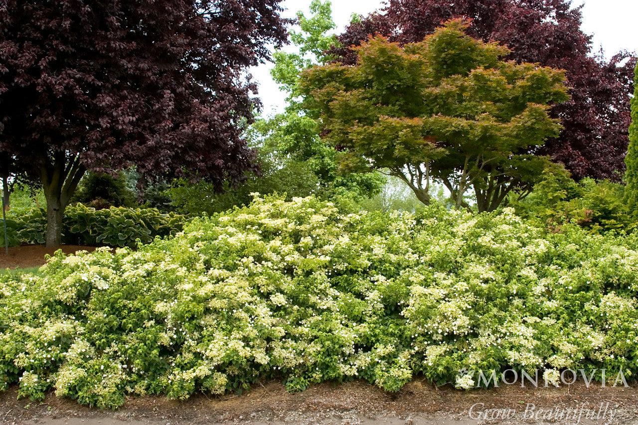 Monrovia Climbing Hydrangea - Thumbnail 4